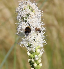 Bombus