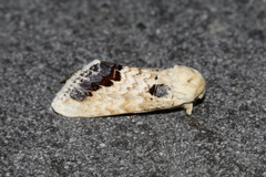 Phalera flavescens