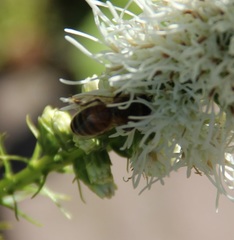 Apis mellifera