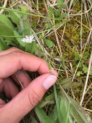 Stellaria longifolia