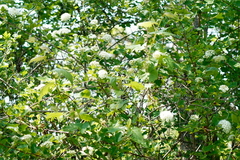 Crataegus pruinosa