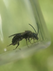 Dufourea novaeangliae