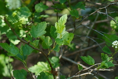 Crataegus pruinosa
