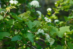 Crataegus pruinosa