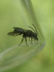 Dufourea novaeangliae