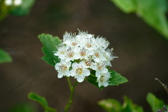 Crataegus pruinosa