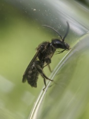 Dufourea novaeangliae