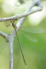 Lestes vigilax
