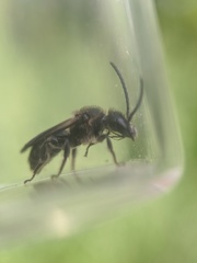 Dufourea novaeangliae