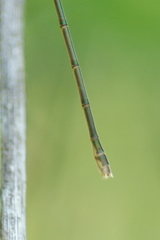 Lestes vigilax