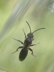 Dufourea novaeangliae