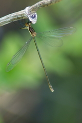 Lestes vigilax