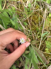 Stellaria longifolia