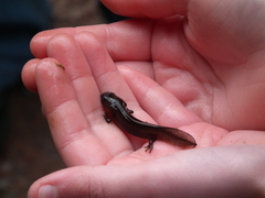 Ambystoma maculatum
