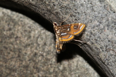 Paracymoriza cataclystalis