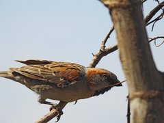 Passer rufocinctus
