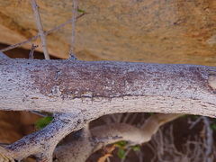 Pappea capensis image