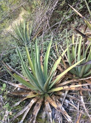 Agave difformis