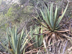 Agave difformis