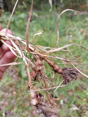 Phleum pratense nodosum