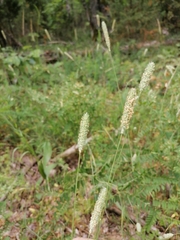 Phleum pratense nodosum