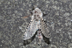 Zeuzera multistrigata