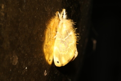 Euproctis kanshireia