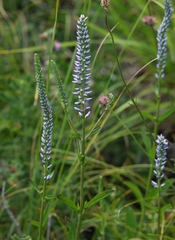 Veronica barrelieri nitens
