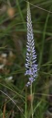 Veronica barrelieri nitens