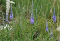 Veronica barrelieri nitens