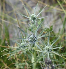 Eryngium amethystinum