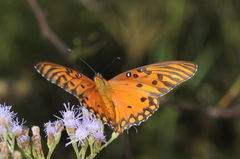 Dione vanillae maculosa