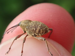 Curculio nucum