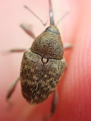 Curculio nucum