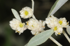Alternanthera albida