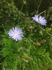 Cichorium intybus