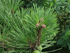 Pinus densiflora