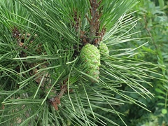 Pinus densiflora