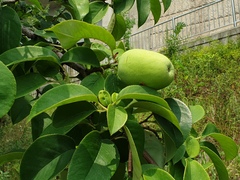 Pseudocydonia sinensis