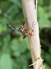 Idana marginata
