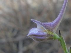 Delphinium halteratum