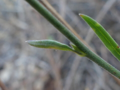 Delphinium halteratum