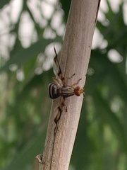 Idana marginata