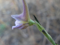 Delphinium halteratum