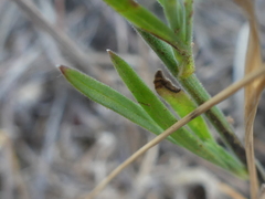 Delphinium halteratum
