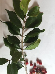 Olea capensis capensis