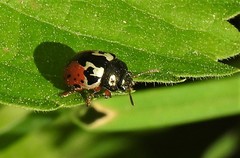 Calligrapha rowena