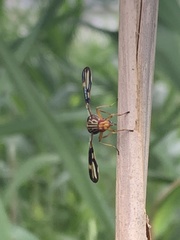Idana marginata
