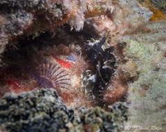 Dendrochirus barberi