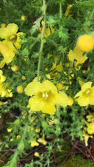 Aureolaria pedicularia